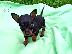 PoulaTo: Pinscher teacup